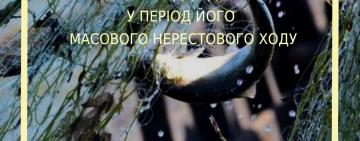 Увага! На Одещині від сьогодні діє заборона на вилов оселедця